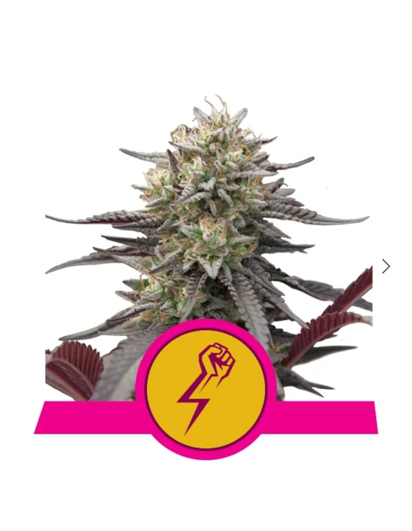 GREEN CRACK PUNCH ROYAL QUEEN SEEDS FEM