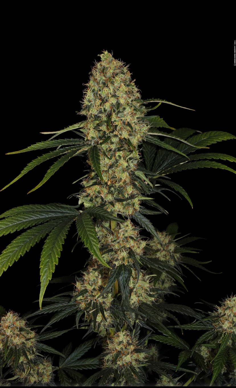 L.A. AMNESIA PARADISE SEEDS