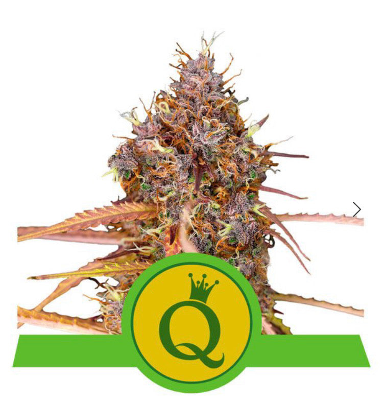 PURPLE QUEEN ROYAL AUTO QUEEN SEED