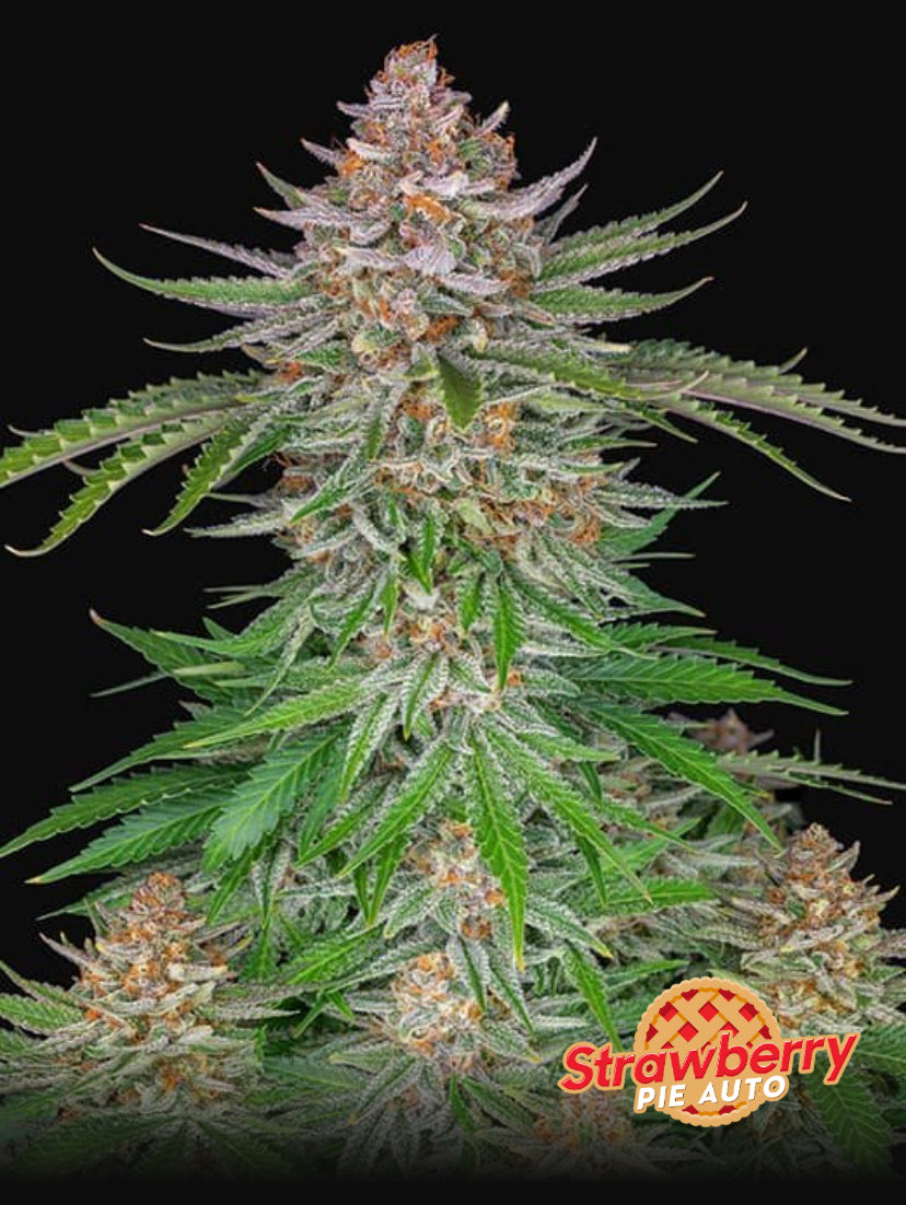 STRAWBERRY PIE AUTO FAST BUD 420