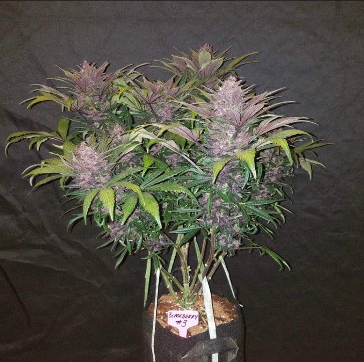 BLACK BERRY AUTO FAST BUD 420