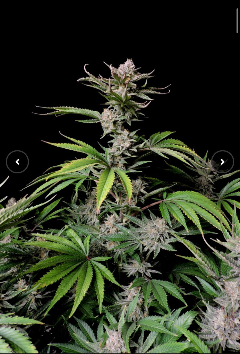 CHERRY COLA AUTO FAST BUD 420