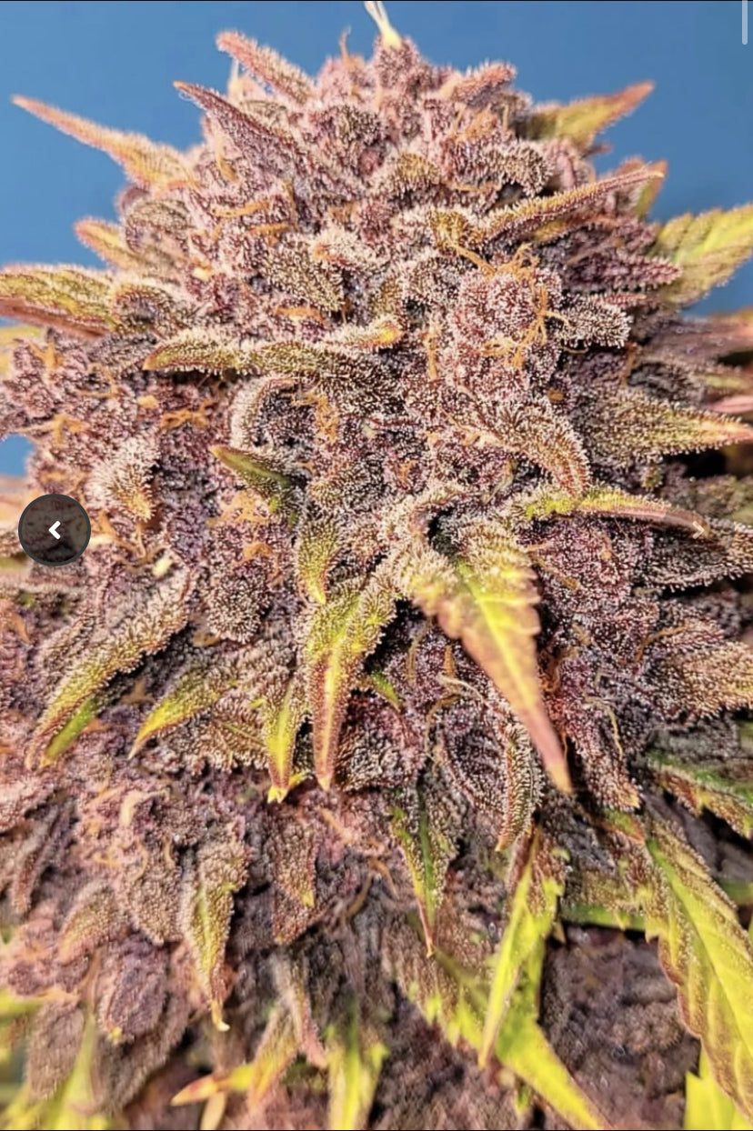 PURPLE LEMONADE AUTO FAST BUD 420