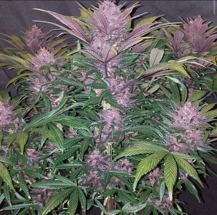 BLACK BERRY AUTO FAST BUD 420