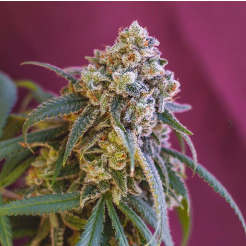 GREEN CRACK PUNCH ROYAL QUEEN SEEDS FEM