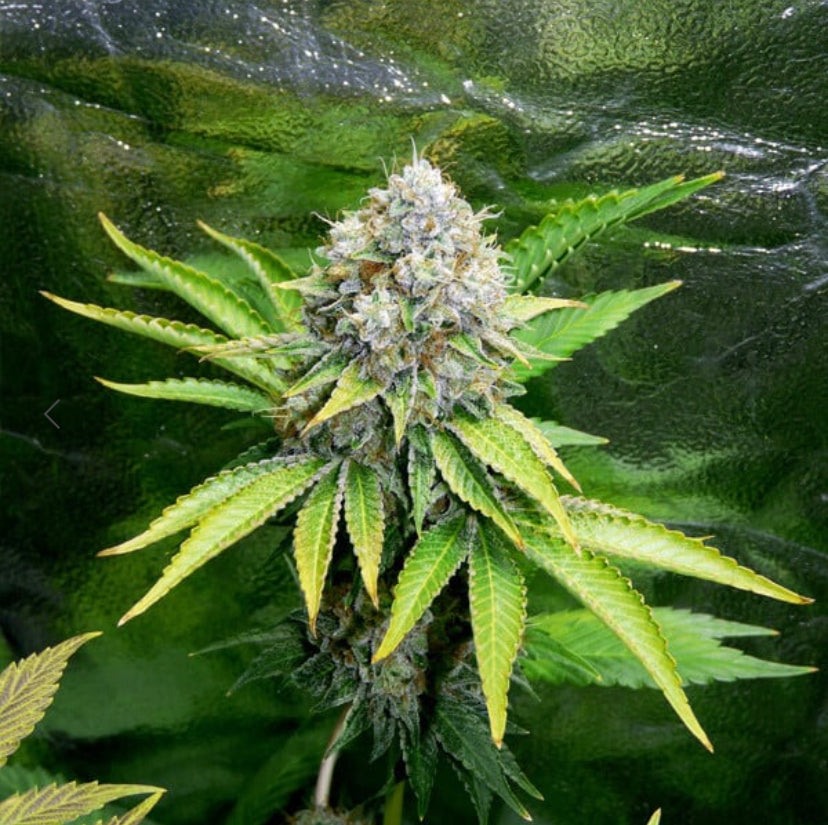 O.G. KUSH ROYAL QUEEN SEEDS FEM