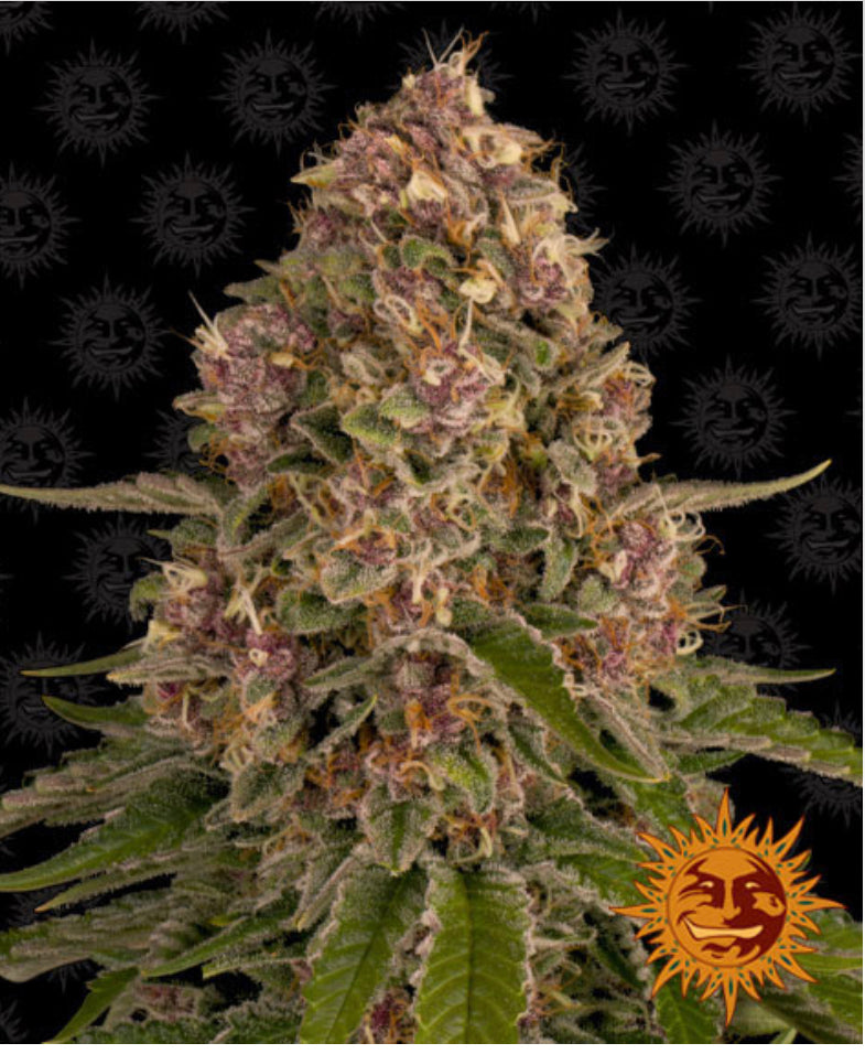 PINK KUSH BARNEY’S FARM FEM