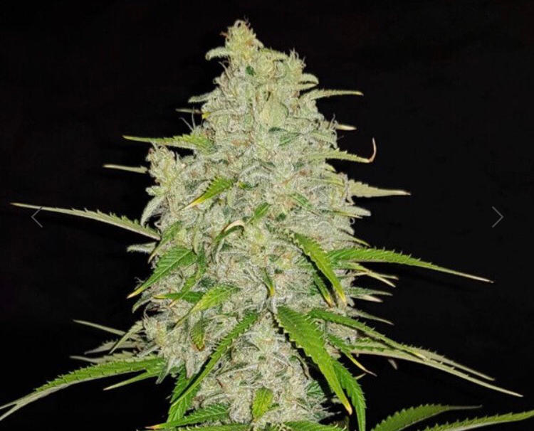 HULKBERRY ROYAL QUEEN SEEDS FEM