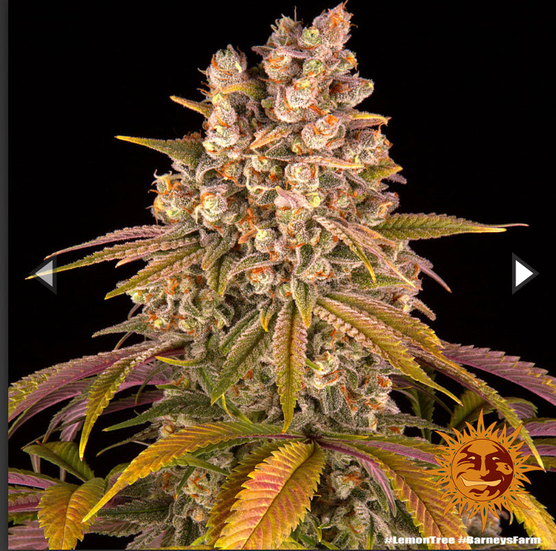 Semi Di Cannabis Femminizzati - Lemon Tree - Braney's Farm