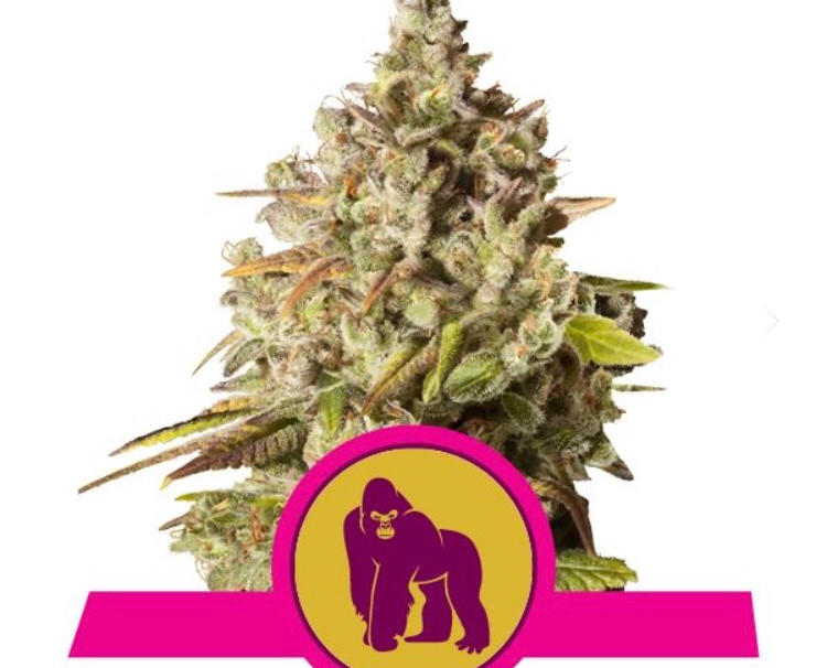 ROYAL GORILLA ROYAL QUEEN SEEDS FEM