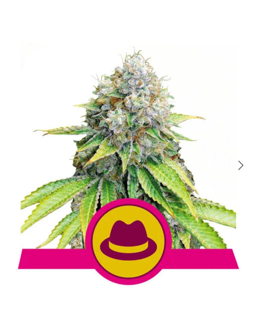 O.G. KUSH ROYAL QUEEN SEEDS FEM